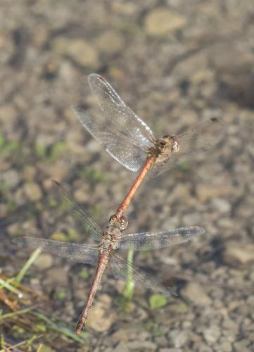 Sympetrum striolatum